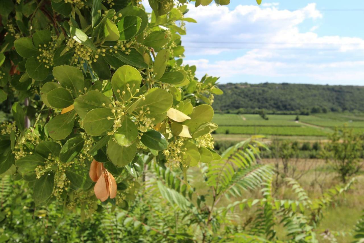 Sečovlje Vila Flora מראה חיצוני תמונה